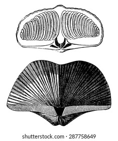 Molluscs brachiopods of the Devonian period. Spirifer striatus, vintage engraved illustration. Earth before man  1886.
