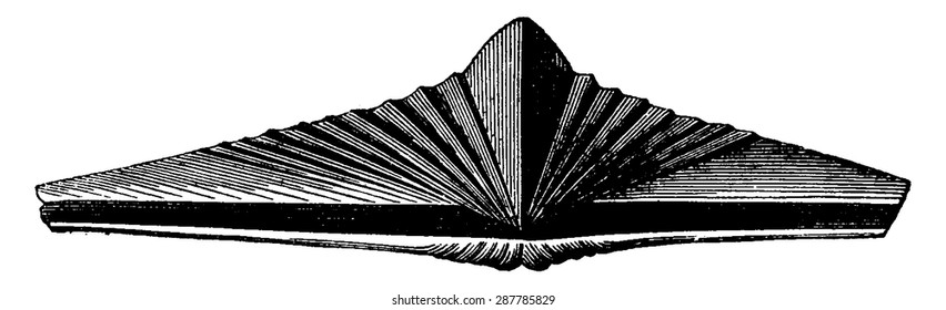 Brachiópodos moluscos de la época de Devonia. Espíritu macroptero, ilustración grabada vintage. Tierra antes del hombre 1886.