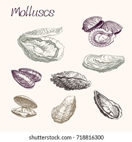 Molluscs. Collection of sea shells. Hand drawn sketches