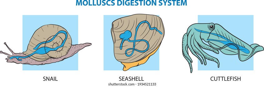 Molluscs digestion system - snail, clam (seashell) and cuttlefish.