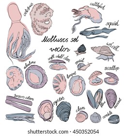 Molluscs set vector illustration. Pastel colors and black outline graphic. Easy to scale. Perfect for restaurant business, decorating, textile printing etc.