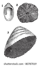 Molluscs univalves 1. Navicelle 2. Umbrella 3. limpet, vintage engraved illustration. Trousset encyclopedia (1886 - 1891).