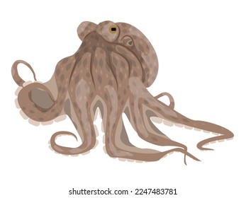 Mollusk octopus. Realistic vector animals.