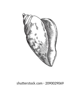 Mollusk seashell hand drawn black line icon or symbol, engraving vector illustration isolated on white background. Ocean underwater mollusk or clam shell.