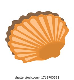 Mollusk shell isolated on white. Mussel in ajar shell. Vector EPS10.