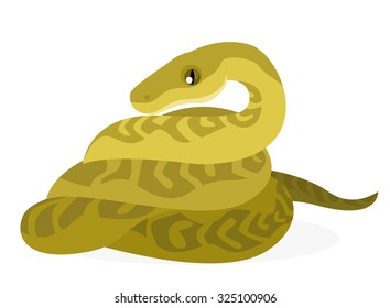 Moluccan Python vector illustration