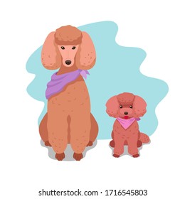 Mom and brown poodle puppy are sitting. Vector image of two dogs. Big and small. Hippo-allergenic breed of dogs.