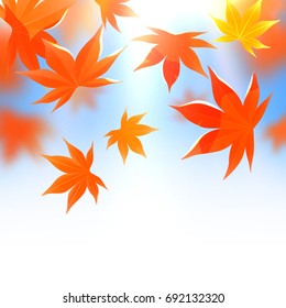 Momiji. Realistic autumn maple leaves on white and blue. Vector illustration background.