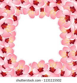 Momo Peach Flower Blossom Border Background. Vector Illustration.