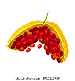 Momordica Charantia or Bitter Melon with Exposed Seeds Covered with Red Pulp as Tropical Edible Fruit Vector Illustration