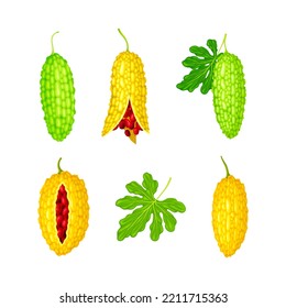 Momordica Charantia or Bitter Melon as Tropical Vine with Edible Fruit Vector Set