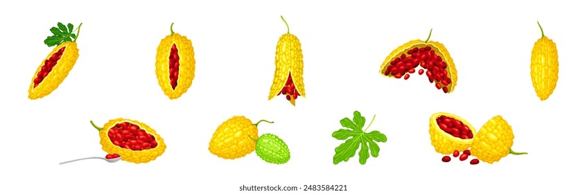 Momordica Charantia or Bitter Melon as Tropical Edible Fruit Vector Set