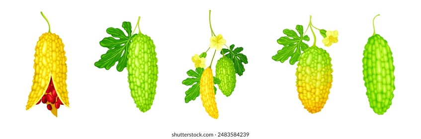 Momordica Charantia or Bitter Melon as Tropical Edible Fruit Vector Set