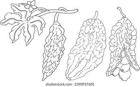 Momordica charantia , hand drawn vector line illustration. Balsam pear,  Bitter gourd, bitter melon, Balsam apple on white background.