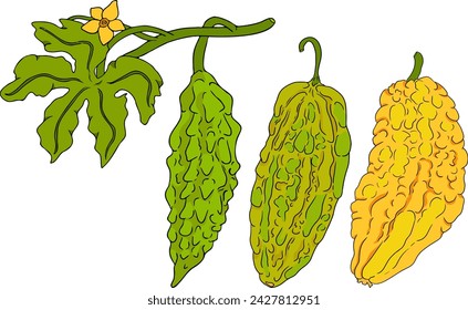 Momordica charantia , hand drawn vector colored illustration. Alsam pear, Bitter gourd, bitter melon, Balsam apple on white background.