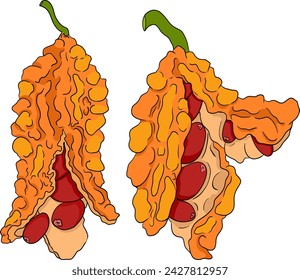 Momordica charantia , hand drawn vector colored illustration. Alsam pear, Bitter gourd, bitter melon, Balsam apple on white background.