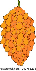 Momordica charantia , hand drawn vector colored illustration. Alsam pear, Bitter gourd, bitter melon, Balsam apple on white background.