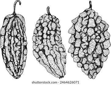 Momordica charantia , hand drawn vector engraving illustration. Alsam pear, Bitter gourd, bitter melon, Balsam apple
