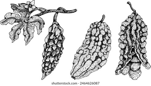 Momordica charantia , hand drawn vector engraving illustration. Alsam pear, Bitter gourd, bitter melon, Balsam apple
