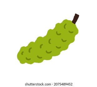 Momordica, exotic bitter fruit with bumps. Green fruto delicioso. Fresh tropical Madeira food in doodle style. Natural vitamin. Flat vector illustration isolated on white background