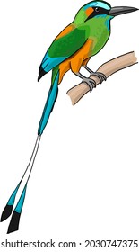 momota bird tropical on branch vector