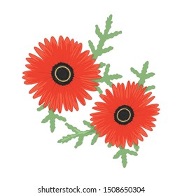 Mona Lisa flower, Red flower, Aster. Red flower, Spring flower. Isolated on white background.