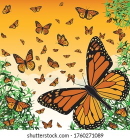 Monarch Butterflies Flying in the Afternoon Composition