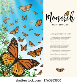 Monarch Butterflies Flying in the Morning Composition  – Copy Space