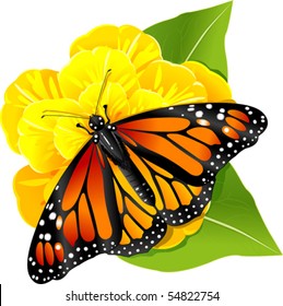 Monarch butterflies on the yellow flower