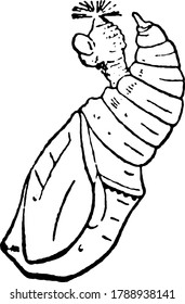 Monarch Butterflies undergoes metamorphosis, in which there are four distinct stages. This figure represent Larva stage., vintage line drawing or engraving illustration. 