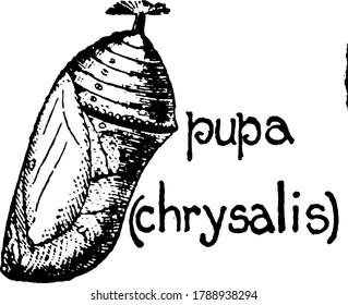 Monarch Butterflies undergoes metamorphosis, in which there are four distinct stages. This figure represent Pupa stage., vintage line drawing or engraving illustration. 