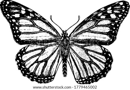 Monarch Butterflies undergoes metamorphosis, in which there are four distinct stages. This figure represent Adult stage., vintage line drawing or engraving illustration. 