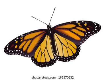 monarch butterfly