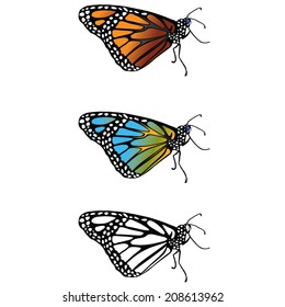 monarch  butterfly