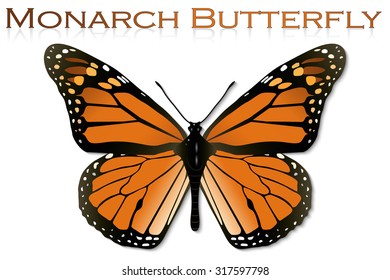 Monarch Butterfly