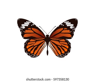 Monarch Butterfly
