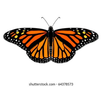 Monarch Butterfly