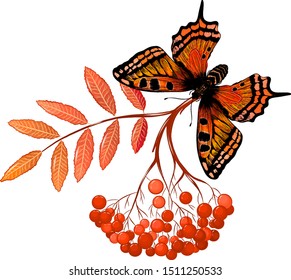 monarch butterfly Admiral orange and Rowan branch