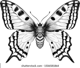 monarch butterfly black and white coloring