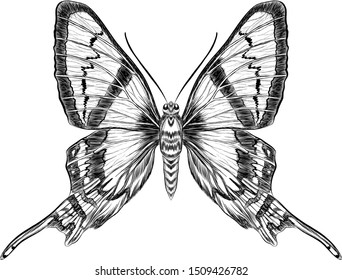 monarch butterfly black and white coloring
