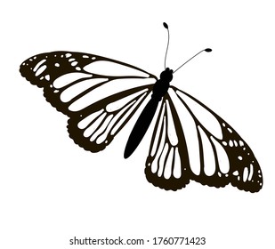 Monarch butterfly in black and white. Coloring.  Drawing isolated on white background. Stock vector illustration.