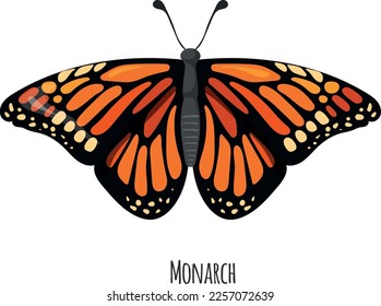 Monarch butterfly. Bright summer moth. Nature fauna isolated on white background