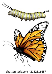 Monarch butterfly and caterpillar. Two different states of butterfly. Illustration showing life cycle of monarch butterfly. Undergoes metamorphosis