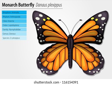 Monarch butterfly - Danaus plexippus