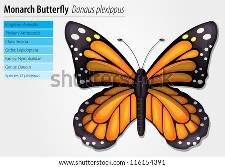 Similar – Foto Bild Der Monarch Monarchfalter