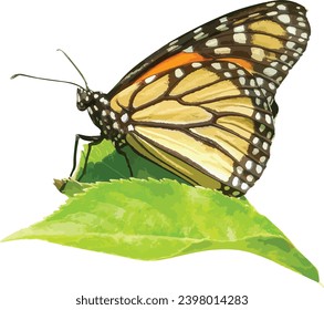 Monarch Butterfly (Danaus plexippus) Isolated on a Leaf