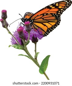 Mariposa monarca (Danaus plexippus) en Tall Ironweed (Vernonia gigantea) Flor silvestre 