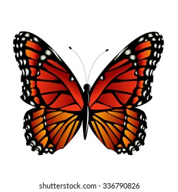 The Monarch butterfly Danaus plexippus vector on white