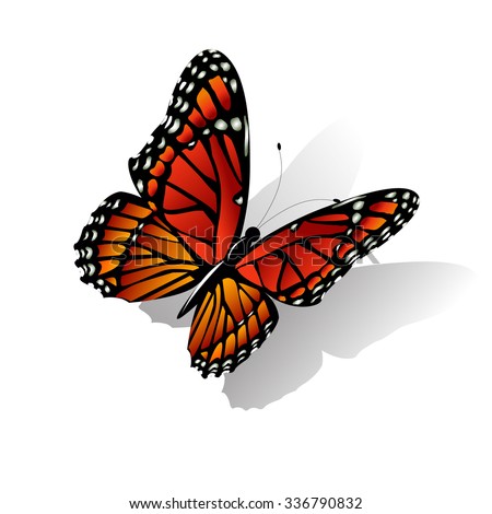 The Monarch butterfly Danaus plexippus vector on white
