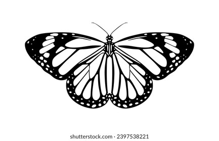 Diseño de mariposa monarca. Mariposa tropical elegante dibujada a mano aislada en un fondo blanco. Silhouette preciosa y exótica insecto primaveral. Vista superior de polilla voladora vectorial. Icono moderno y de moda. Vector